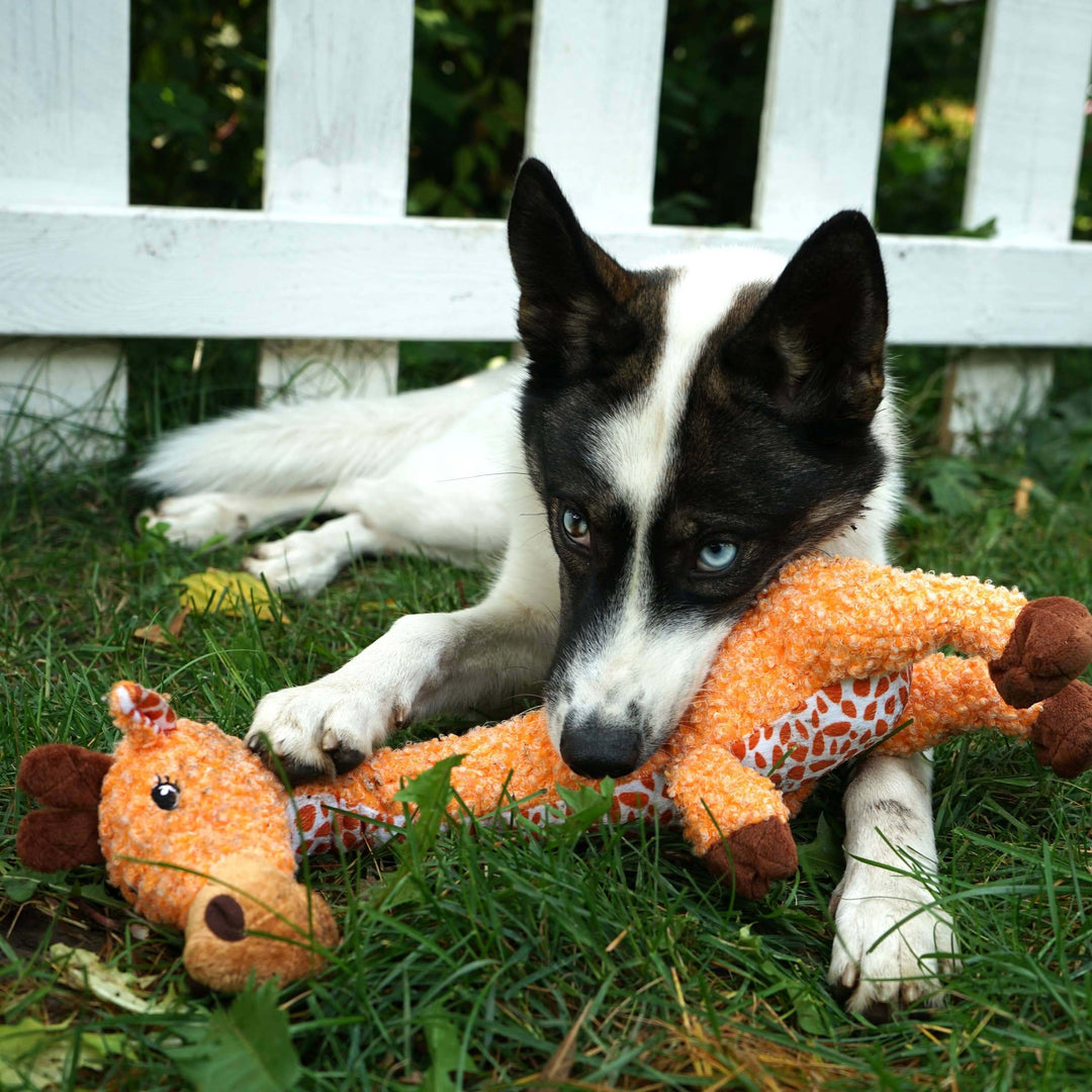Dog playing with an orange stuffed toy in the grass
