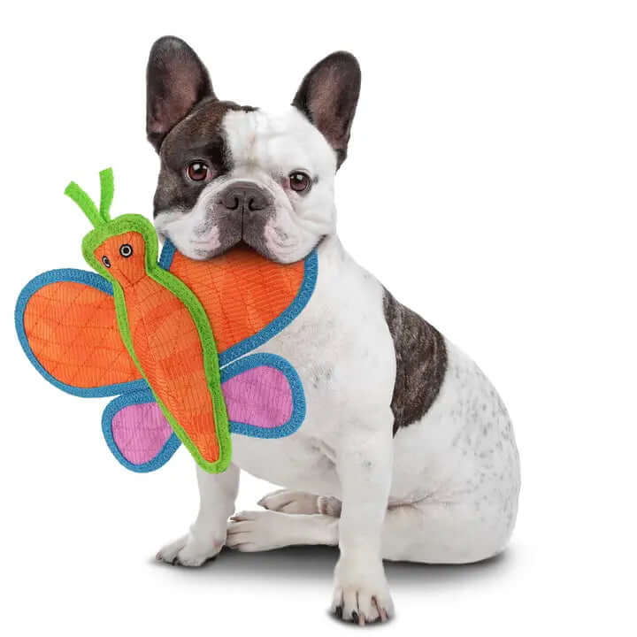 French Bulldog holding a colorful butterfly-shaped dog toy made from durable, reinforced fabric, designed for tough chewing and interactive play.