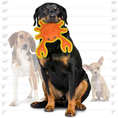 Large black and tan dog holding an orange  Duraforce crab dog toy, size comparison chart in background with other dog breeds.