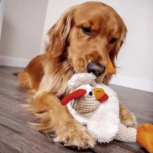 Golden Retriever gently holding a plush chicken dog toy with red comb and orange feet on a hardwood floor – ideal for large dogs who enjoy soft squeaky toys in Washington DC.
