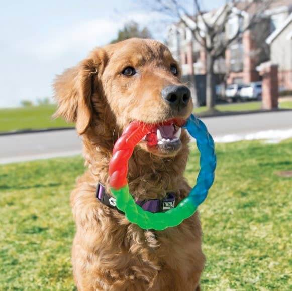 Dog playing with a colorful rubber ring toy outdoors.