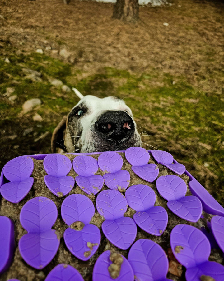 Close-up of Great Dane’s nose sniffing a messy purple dog lick mat