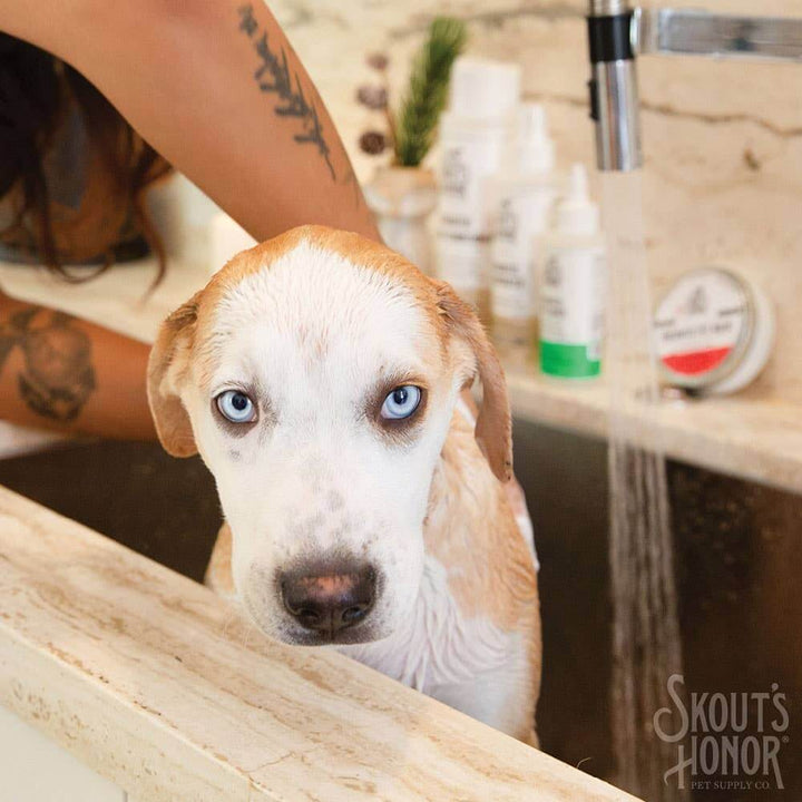 Blue-eyed dog in a bath during grooming with Skout’s Honor Probiotic Shampoo, surrounded by natural pet care products on a marble sink in Washington DC home