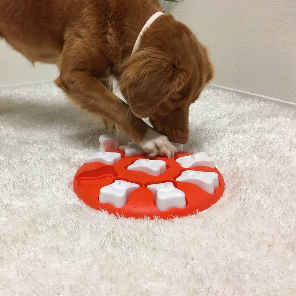 Curly-haired dog using the Nina Ottosson Dog Smart Puzzle from Outward Hound—interactive beginner-level toy with treat-hiding compartments.