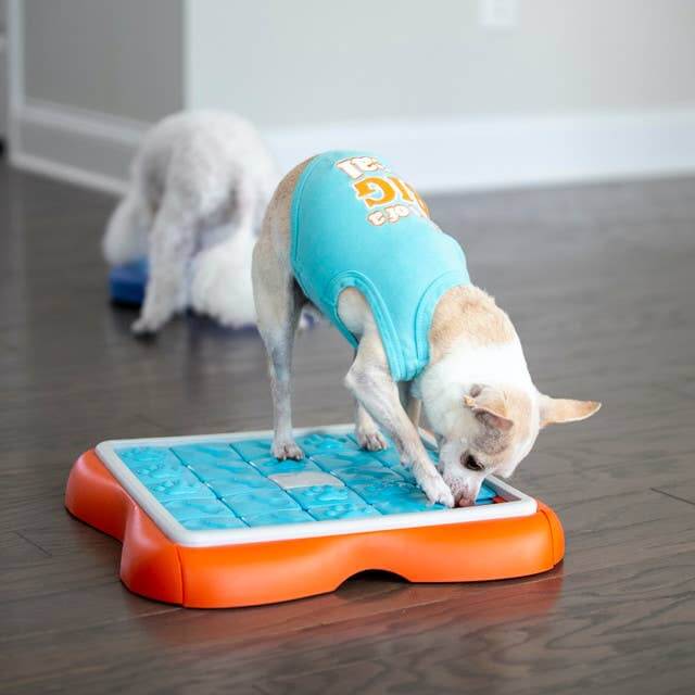 Small Chihuahua in a blue vest using the Challenge Slider treat puzzle toy while a second dog plays in the background—great for multi-dog homes.