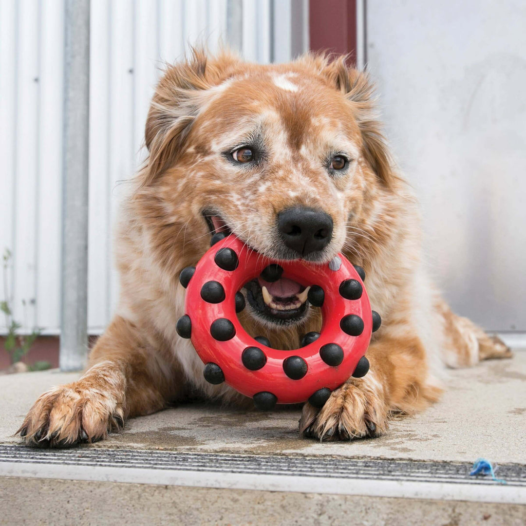 Australian Cattle Dog mix chewing on a red KONG Dotz Ring toy with textured black nubs outside a building in Washington DC