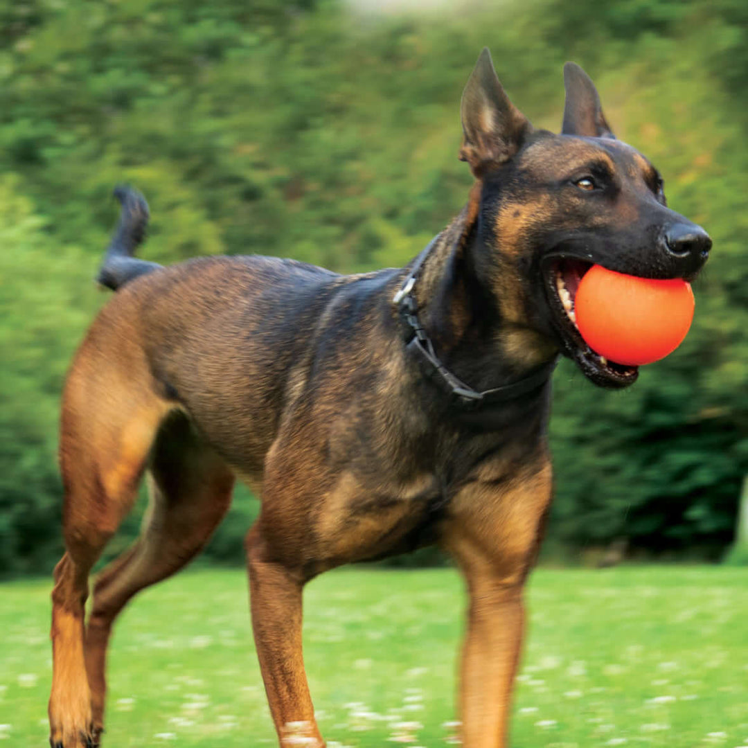 Ruff Dawg Ball XXL - Lifetime Guaranteed