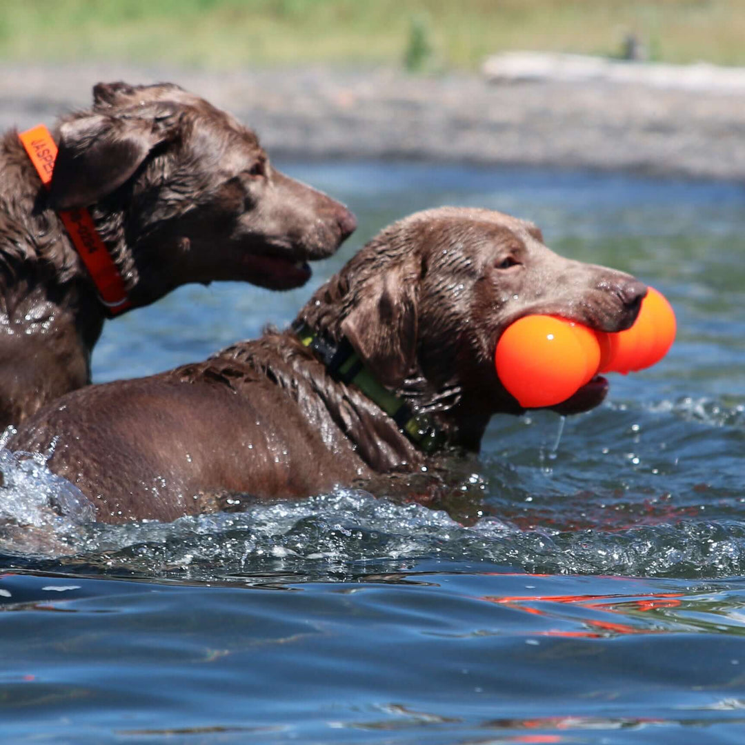 BIG DAWG XL con garantía de por vida