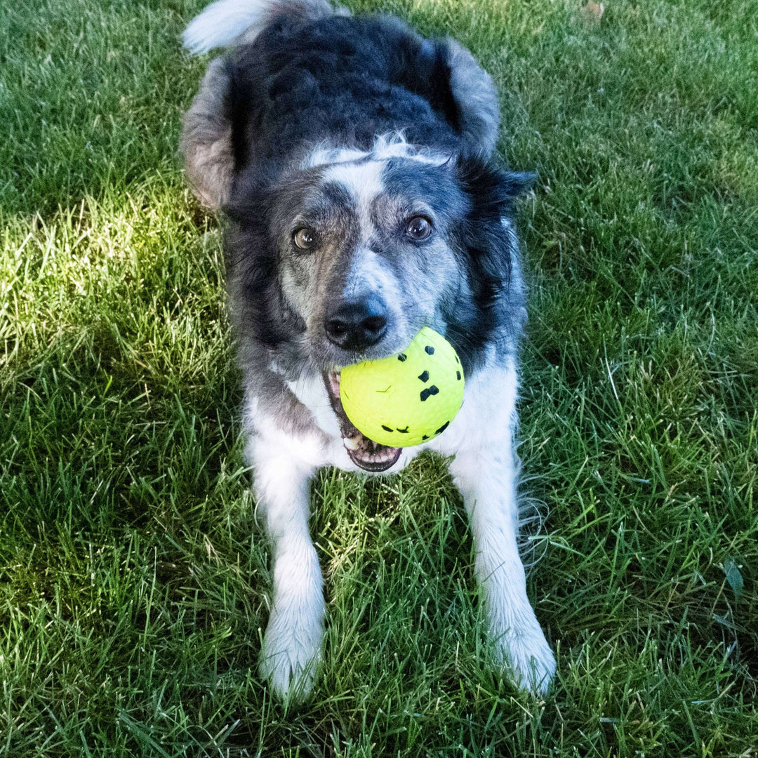 Dog playing with a yellow ball on grass