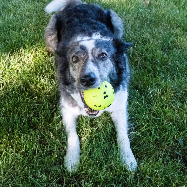 Dog playing with a yellow ball on grass