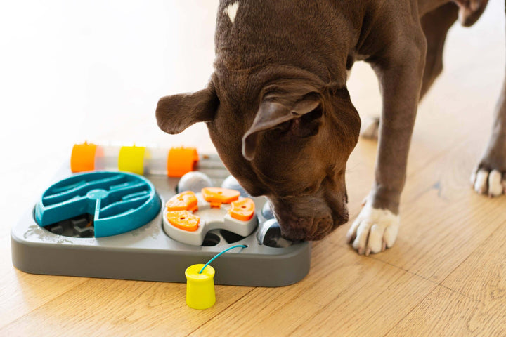 Dog finding treats in the Messy Mutts interactive puzzle toy.