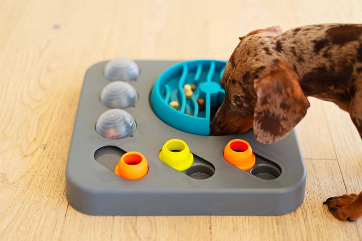 Dog searching the rotating maze of the Messy Mutts Flip & Slide puzzle for treats.