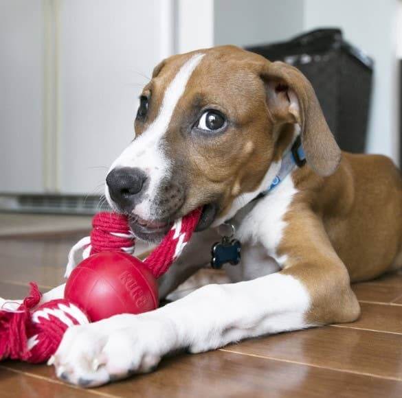 Dog playing with a red KONG toy on a wooden floor.