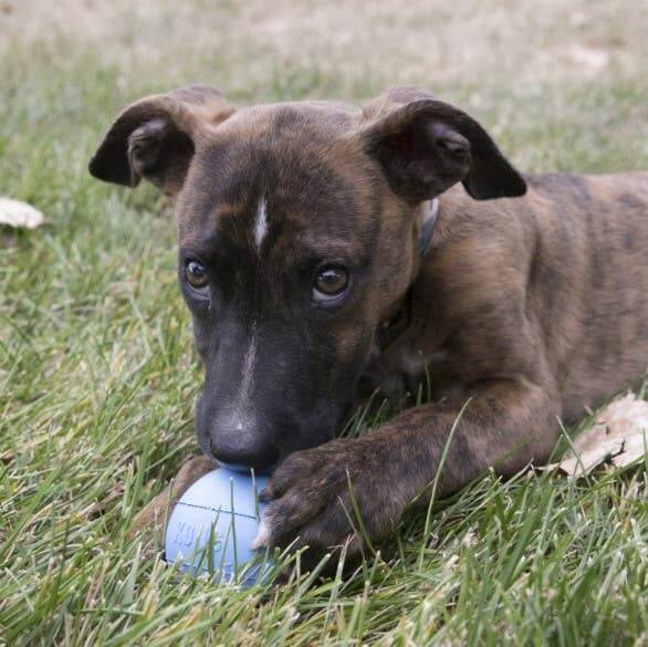 Puppy playing with a blue ball on grass