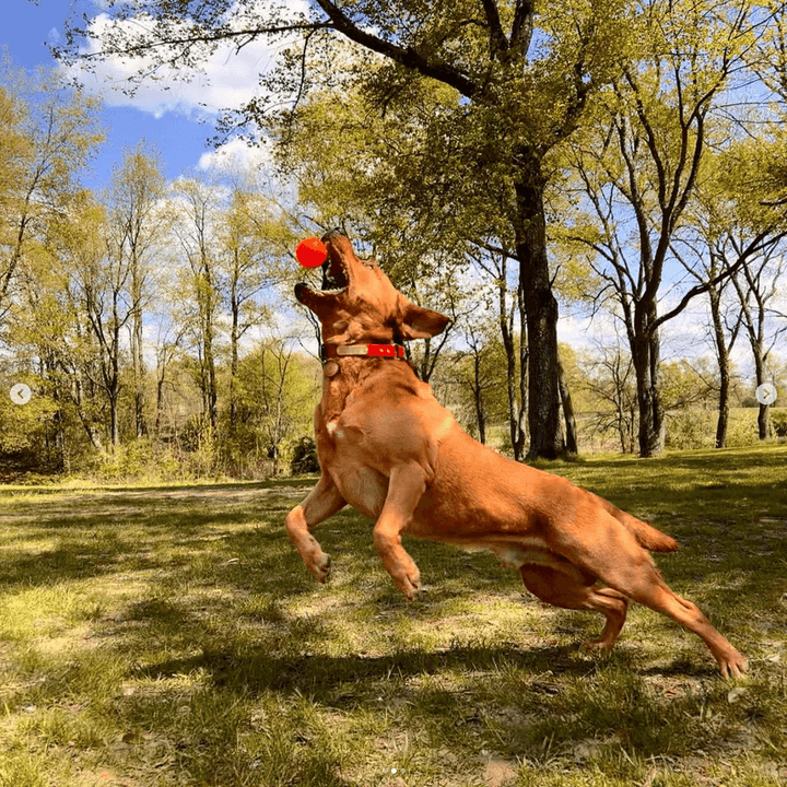 Dog leaping to catch a red ball in a park with trees and grass.