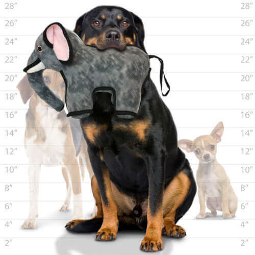 Large black and tan dog holding a plush gray elephant toy in its mouth, sitting in front of a height chart with silhouettes of various dog breeds.