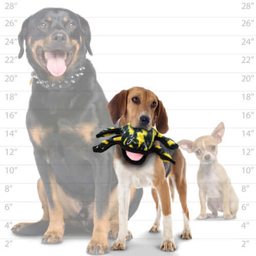 Medium-sized beagle holding Tuffy stingray dog toy in mouth, shown next to large and small dog breeds for size comparison