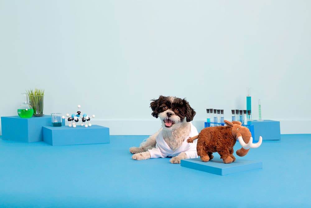 Dog in a white outfit sitting on a blue platform with a toy and various items on a light blue background