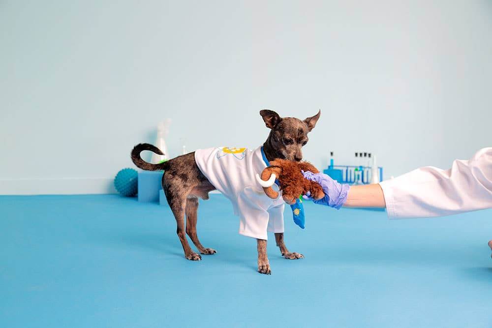 Small dog in a white coat holding a plush toy, with a person in a blue glove interacting with it on a blue floor.