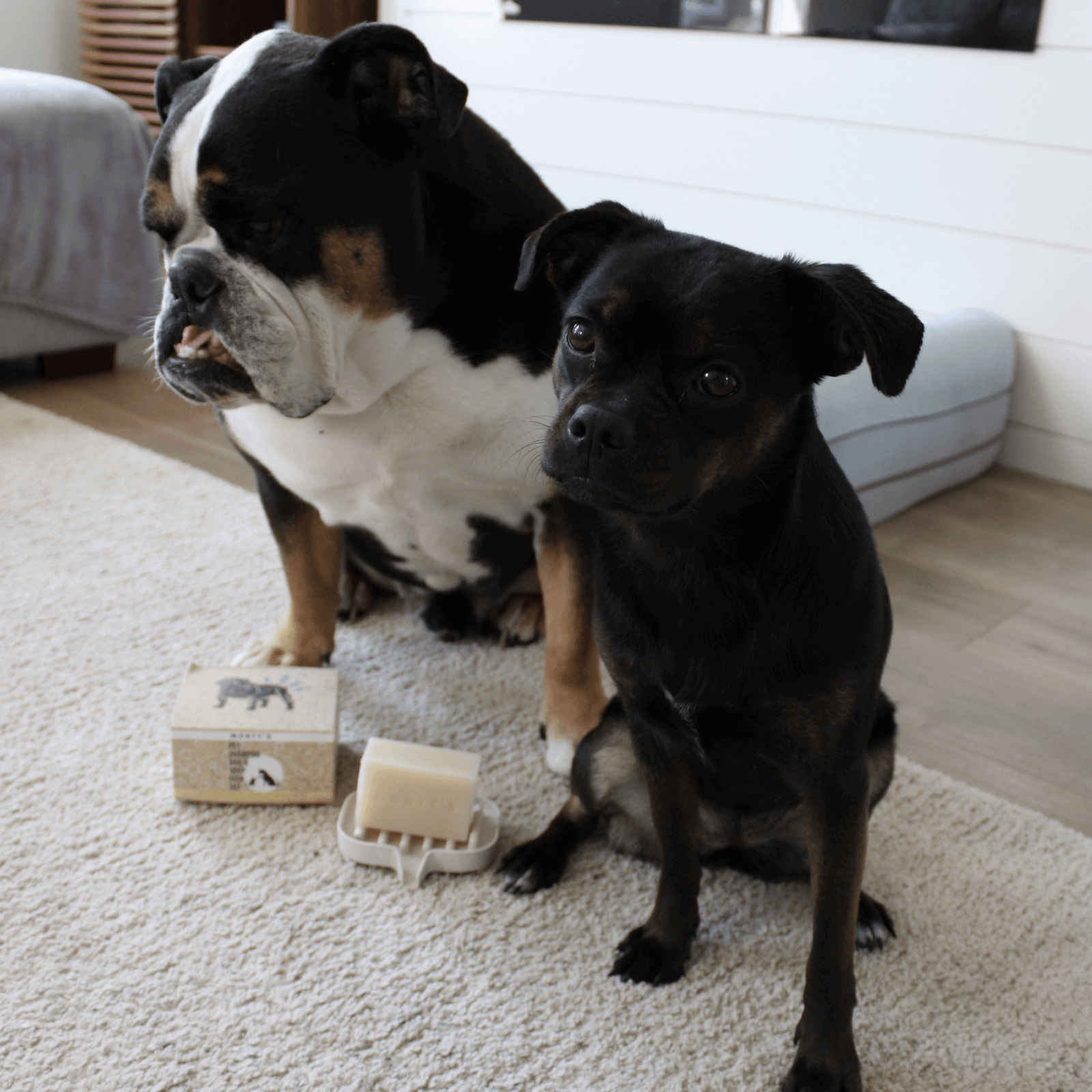 Two dogs sitting on a carpet with Monty's natural pet shampoo bar and packaging, highlighting eco-friendly and gentle pet grooming care.