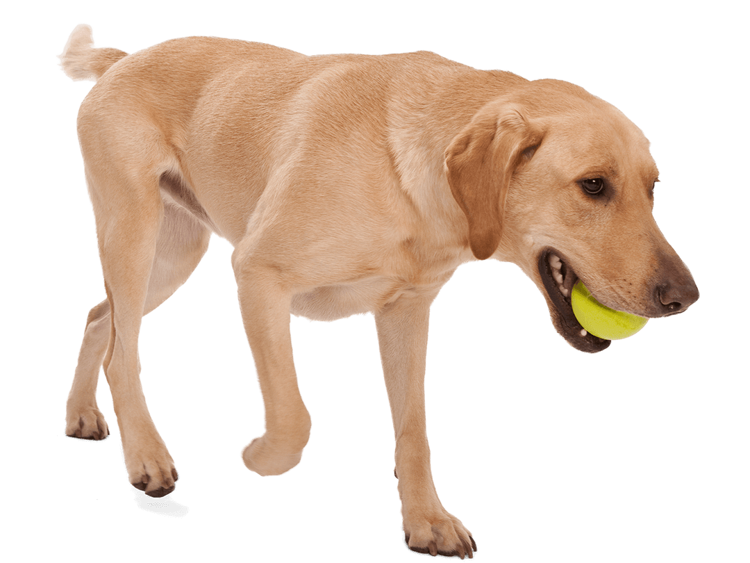 Dog holding a yellow ball on a transparent background