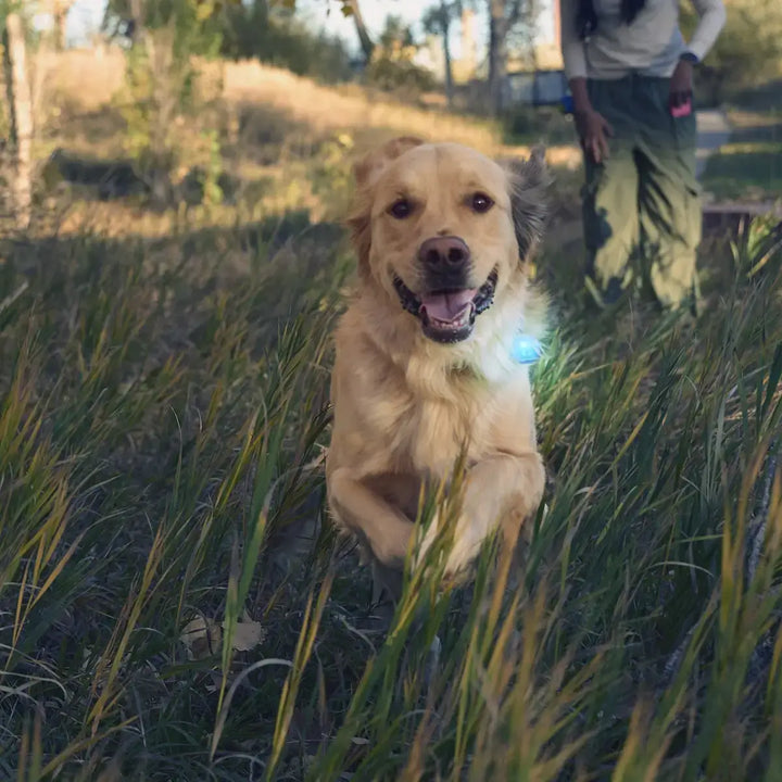 Nite Ize SpotLit® Rechargeable Collar Light - Blue