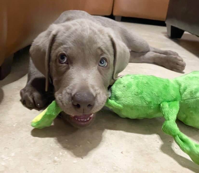 Dog with a green toy on a carpeted floor