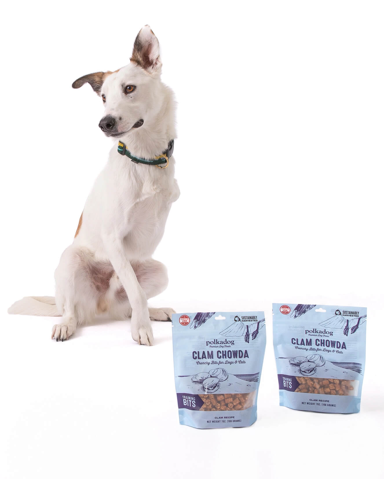 Polkadog Clam Chowda Bits: Two bags of crunchy training treats for dogs and cats, made from a clam recipe, sustainably harvested, and made in the USA. Pictured with a white dog.