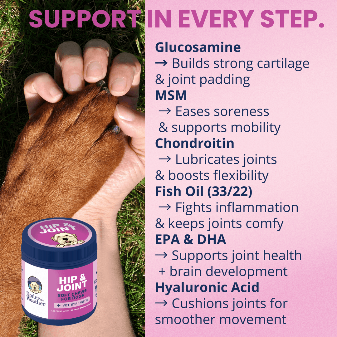 Hip & Joint Mobility Soft Chews for Dogs