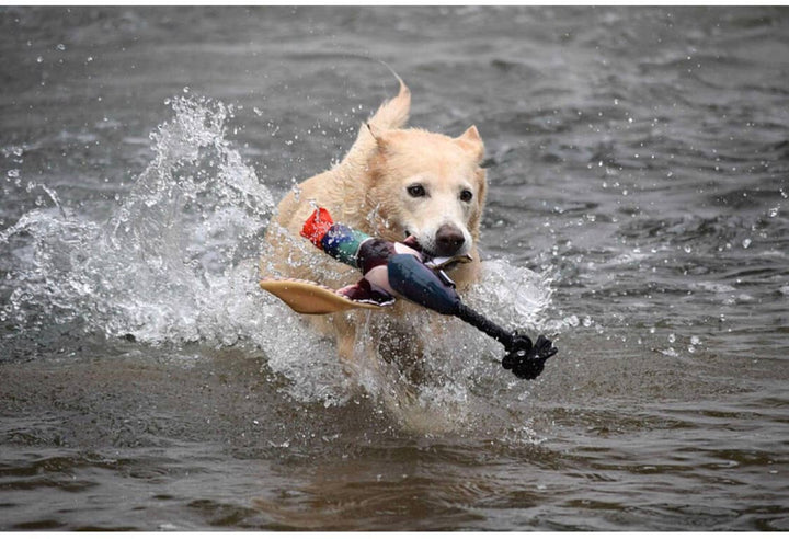 Fly & Fetch Launching Toys: Duck