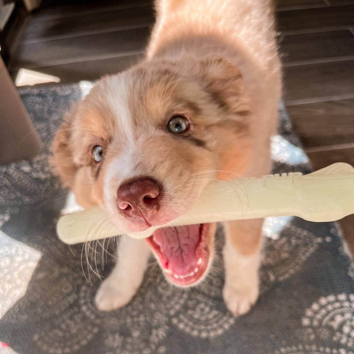 Spunky Pup Fetch & Glow Stick