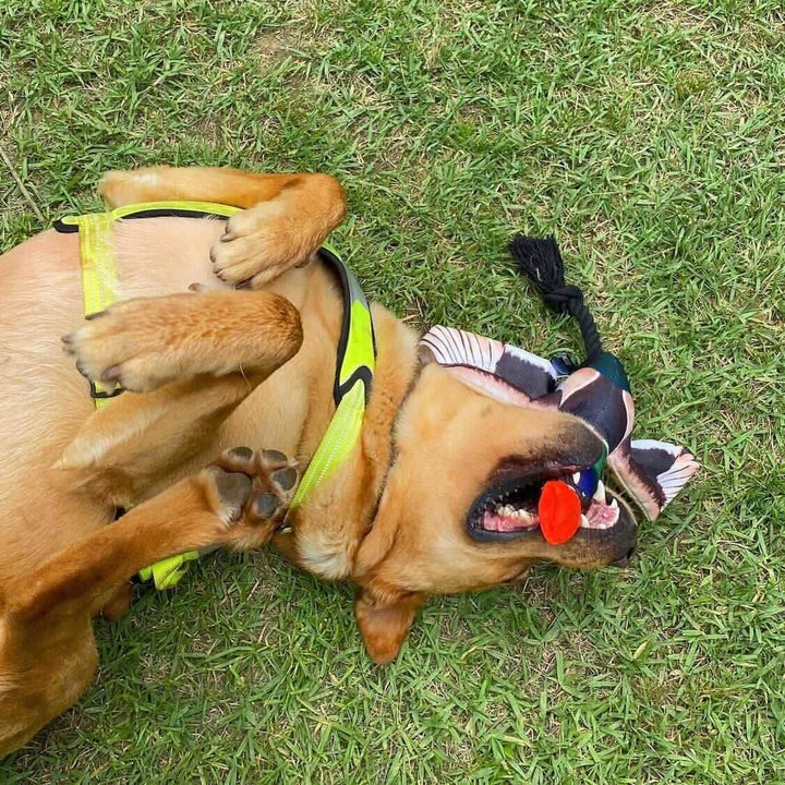 Dog playing with a toy on grass