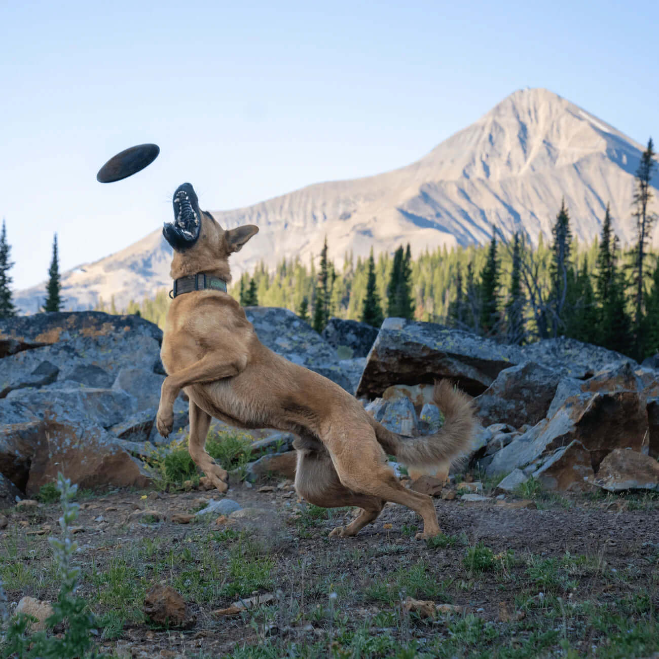 Dog playing with a frisbee in a mountainous landscape