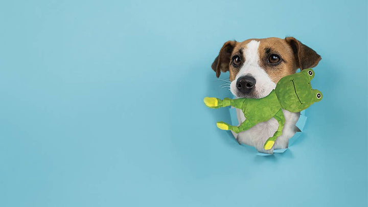 Frog Squeaker