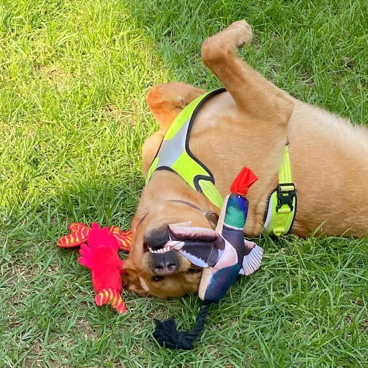 Fly & Fetch Launching Toys: Duck