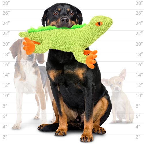 A large Rottweiler holding the green plush lizard toy in its mouth, sitting in front of a size comparison chart with other dogs in the background.