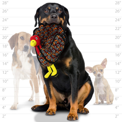 A large dog holding a plush turkey toy in its mouth, sitting in front of a height chart. Two smaller dogs are in the background for size comparison.