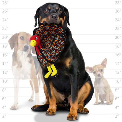 A large dog holding a plush turkey toy in its mouth, sitting in front of a height chart. Two smaller dogs are in the background for size comparison.