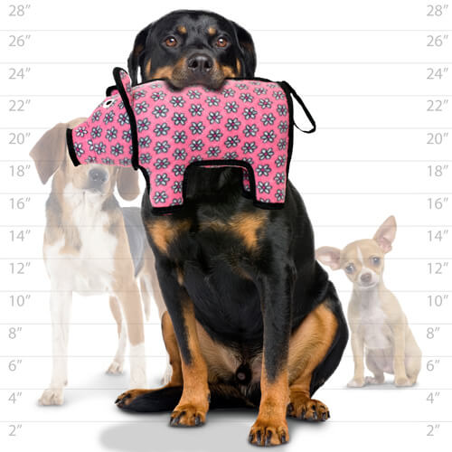 A Rottweiler holding the plush pig dog toy in its mouth, with size comparison to smaller dogs in the background.