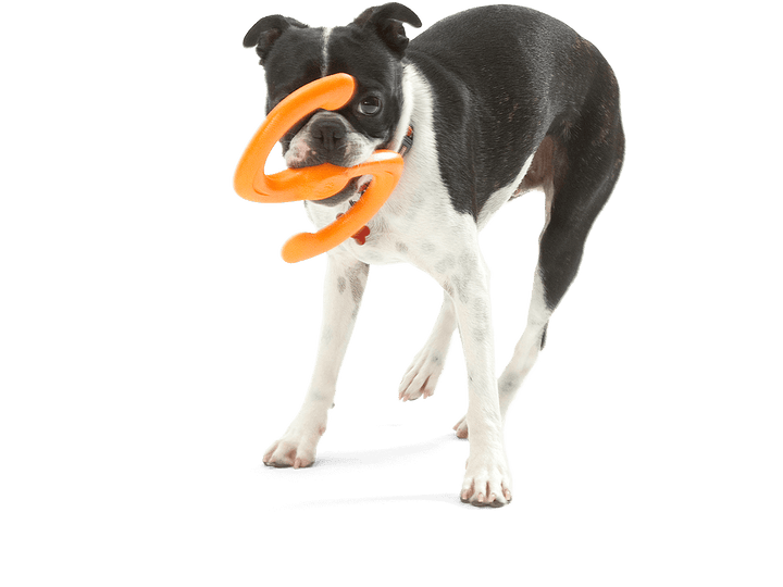Dog holding an orange toy in its mouth on a black background