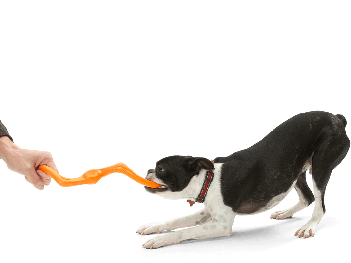 Dog pulling on an orange toy held by a hand against a black background
