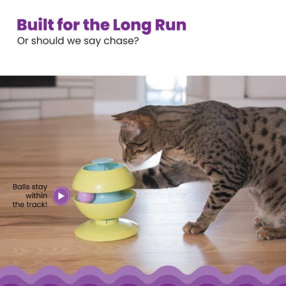 Cat playing with a colorful track toy on a wooden floor.