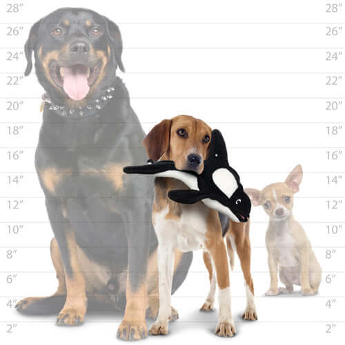 Size comparison chart showing a beagle holding the Tuffy killer whale toy in its mouth, alongside a large dog and a small dog for scale.