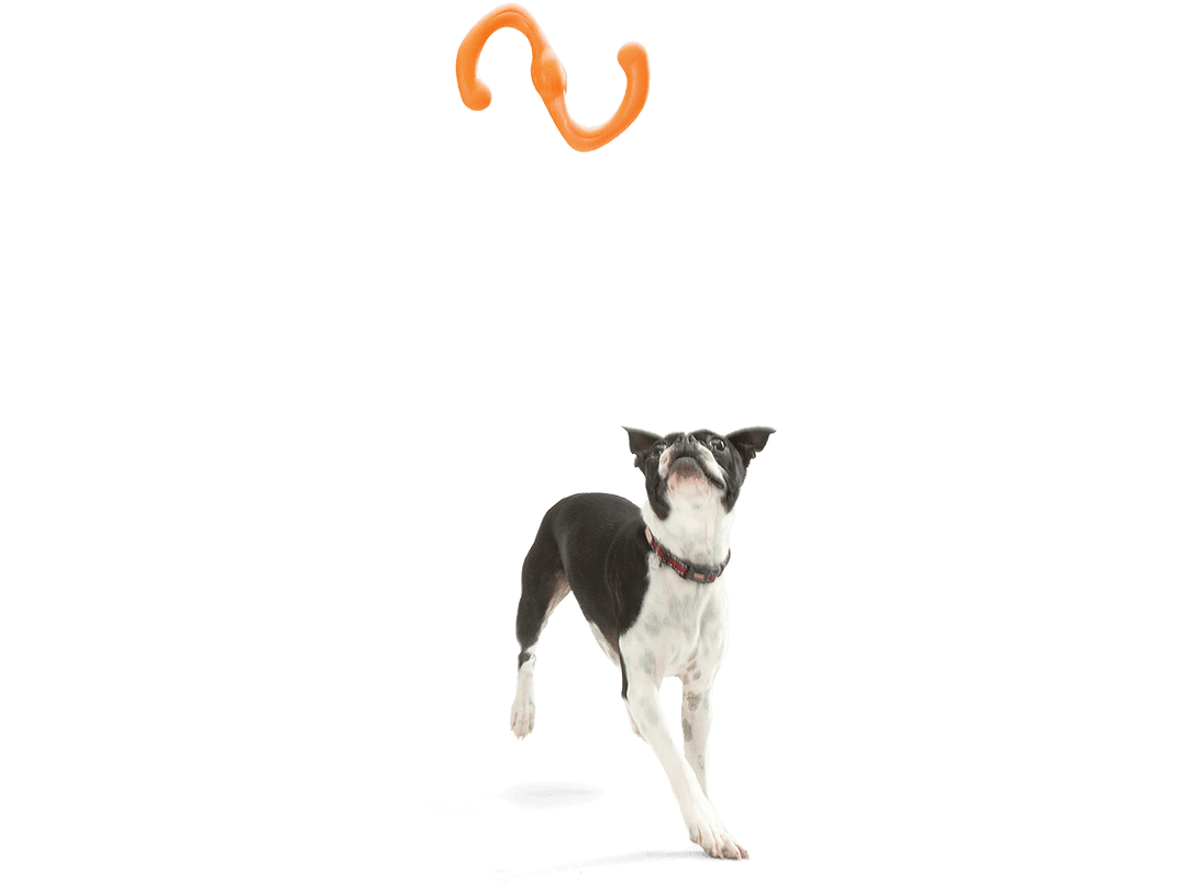 Dog with a toy above on a black background