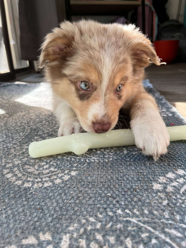Spunky Pup Fetch & Glow Stick