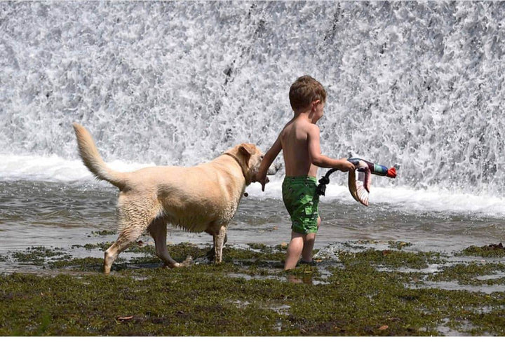 Fly & Fetch Launching Toys: Duck