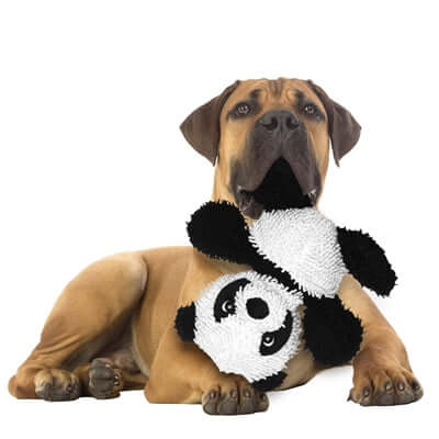 A large dog lying down, holding the plush panda toy in its mouth, showing the toy's size relative to the dog.