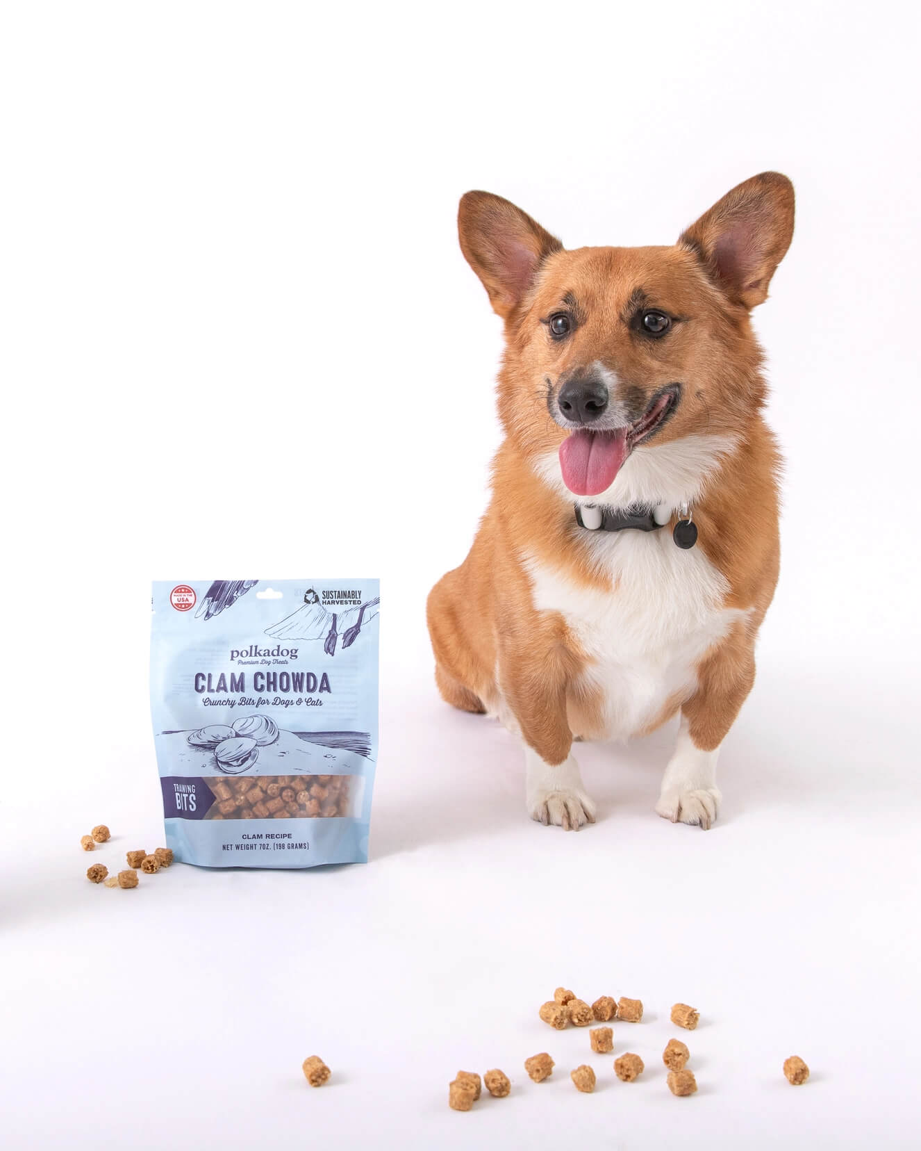 Polkadog Clam Chowda Bits: Bag of crunchy training treats for dogs and cats, made from a clam recipe, sustainably harvested, and made in the USA. Pictured with a happy Corgi and treats scattered around.