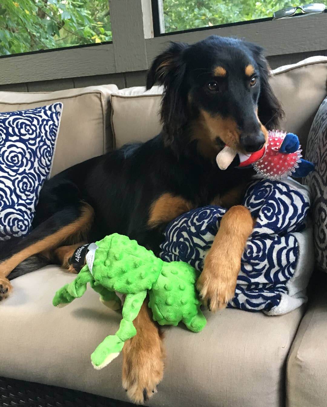 Frog Squeaker