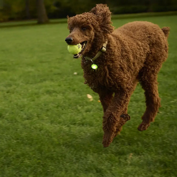 Nite Ize SpotLit® Rechargeable Collar Light - Green